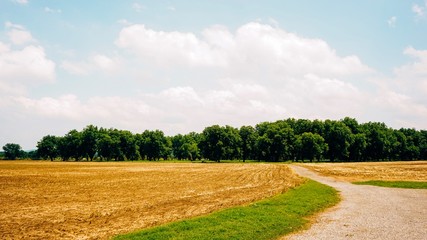 Pecan Grove