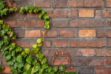 Green natural ivy leaves and vine and ancient old yellow, orange, red brick wall. Blank empty copy...