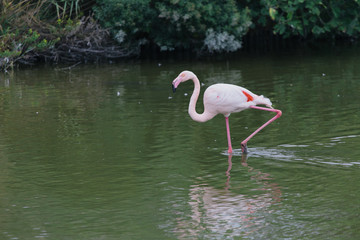 Pink flamingo isolated walking on a green pond lake in La Camargue, France