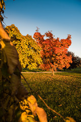 jesień w parku, autumn in park