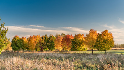 Jesień, kolory jesieni, kolorowe liście