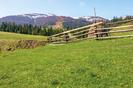 transcarpathian rural scenery in springtime. haystack behind the wooden fence on the grassy meadow. spruce forest on hills rolling in to the distant mountain. borzhava ridge with snow capped tops
