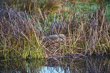 wildgans beim brüten