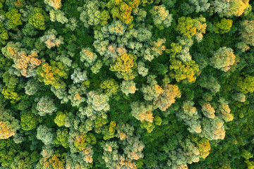 Aerial drone photo looking down on magical summer forest. Nature background. Landscape photography