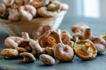 Fresh Spruce Milkcap mushrooms