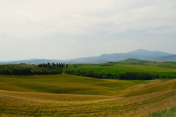 Obraz premium Yellow and green field scenery in hilly Tuscany