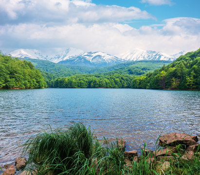 mountain lake in springtime. composite landscape of vihorlat lake an high tatas ridge of slovakia. sunny weather green foliage and snow capped peaks