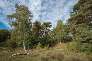 Steil abfallende Böschung mit Bäumen am Havelufer bei Lindwerder