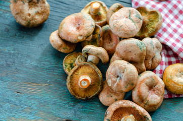 Obraz premium Fresh Spruce Milkcap mushrooms