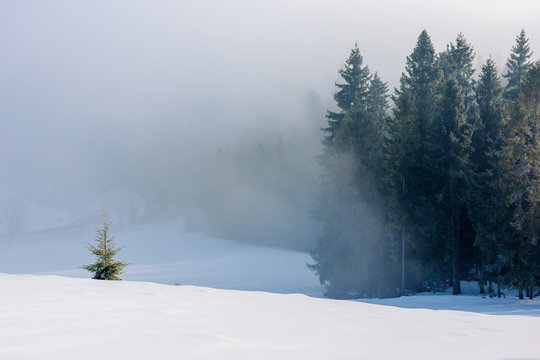 spruce trees in mist and hoarfrost on the snow covered meadow. beautiful winter nature background