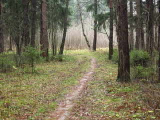 a path in a cold autumn forest with fallen leaves and damp foggy air