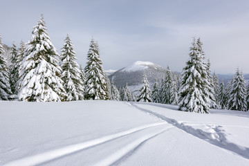 Fototapeta na wymiar Fantastic winter landscape with snowy trees. Carpathian mountains, Ukraine, Europe. Christmas holiday concept