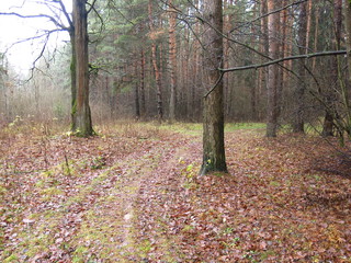 Fototapeta premium a path in a cold autumn forest with fallen leaves and damp foggy air