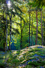a luxurious forest with mosses and the sun filtering through the trees in val camonica, valle d'aosta, italy