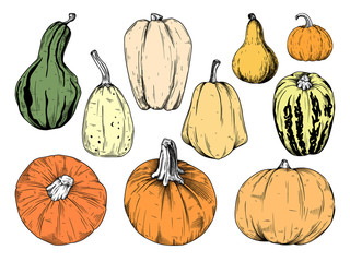 Hand drawn pumpkin set isolated on white background. Vector illustration