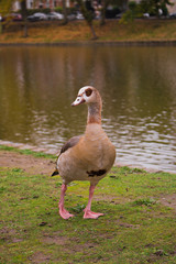 Egyptian goose duck park isolated standing closeup flagey brussels belgium animal bird