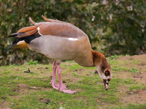 Egyptian goose duck park isolated standing closeup flagey brussels belgium animal bird