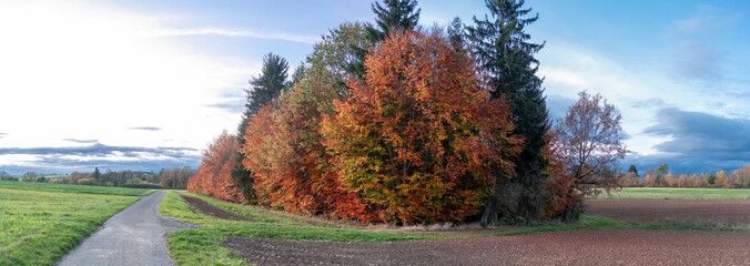 Panorama herbstlich gefärbte Bäume und Feldweg