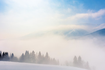 blizzard in mountains. magic scenery with clouds and mist on a sunny winter day. trees in fog on a...