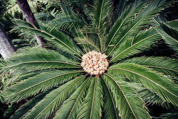 Palme