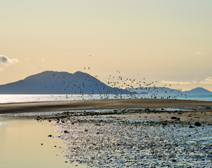 Naklejka premium Gustavus beach with shorebirds in summer