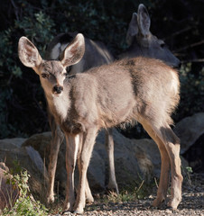 A young fawn stands in the late afternoon light with his mother quietly standing watch behind him.