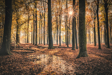 Golden Autumn Forest