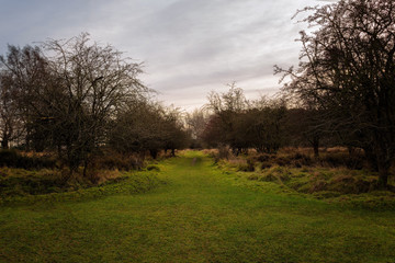 Fototapeta na wymiar Cannock Chase forest grass pathway with trees in winter cold morning in england