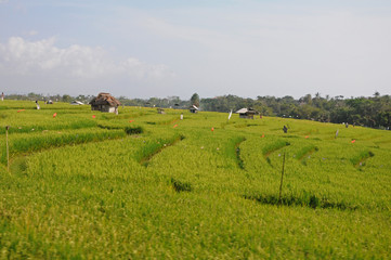 Fototapeta na wymiar Large rice field and its small houses for agriculture surrounded by a lush palm forest in the interior of Bali.