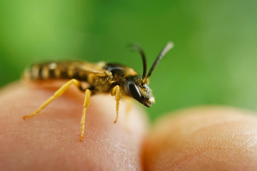 Insekt - Sechsbinden Furchenbiene