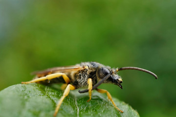 Insekt - Sechsbinden Furchenbiene