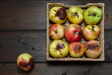 ugly apples at wicker basket on the wooden brown background. close up.