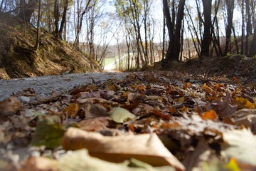 Beautiful Country Road Surrounded by Colorful Trees and Scenery