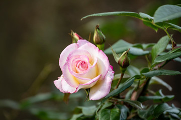 White rose flower closeup. Shallow depth of field, blurred background