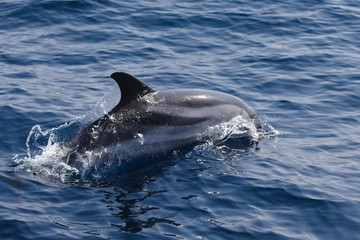 Rencontre avec les dauphins
