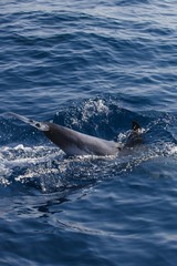 Naklejka premium Rencontre avec les dauphins