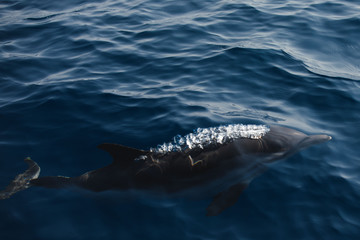 dauphin sous l'eau