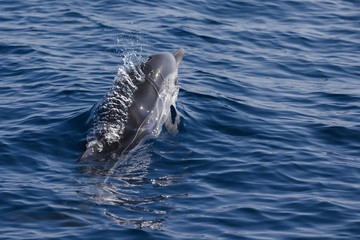 Naklejka premium Rencontre avec les dauphins