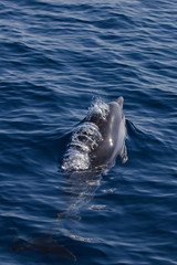 Naklejka premium Rencontrer les dauphins