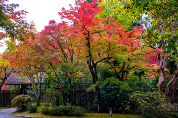 由布院温泉の紅葉