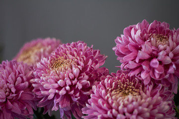 Close-up of pink chrysanthemums in the interior, autumn still life, selective focus