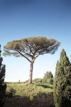old tree againt the skyline