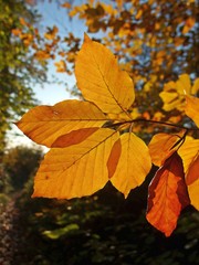 Buchenblatt, Herbstlaub, Baum