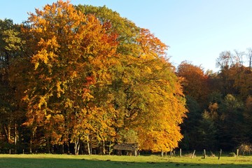 Herbstlandschaft, Holzhütte