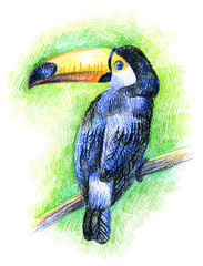 toucan