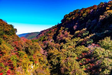 天ヶ谷渓谷の紅葉