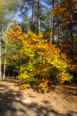 Maple tree with golden leaves in forest - 302322853