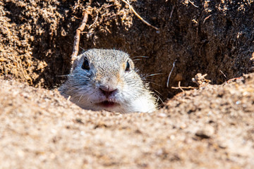 European ground squirrel, Spermophilus citellus, aka European souslik. Small cute rodent in natural habitat