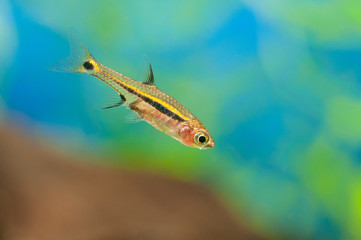 Least rasbora (Boraras urophthalmoides) in a mini aquarium