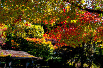 天ヶ谷渓谷の紅葉